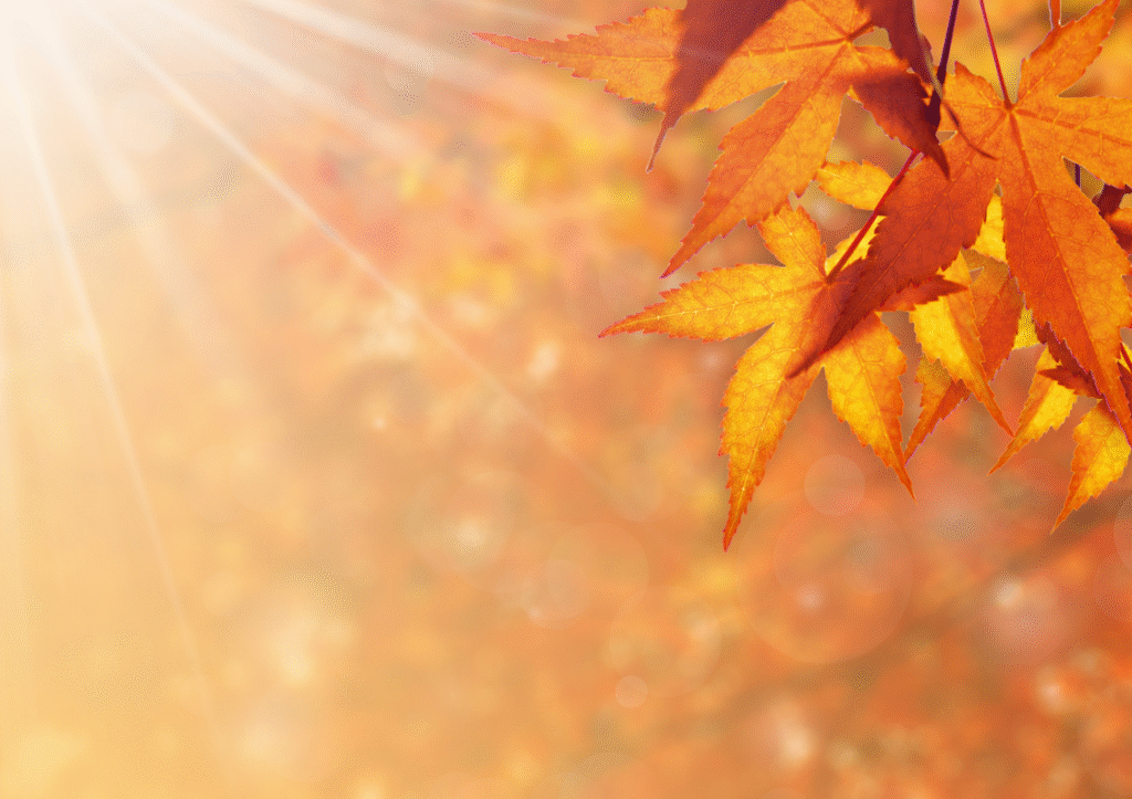 Orange autumn leaves on the trees with sparking sunshine