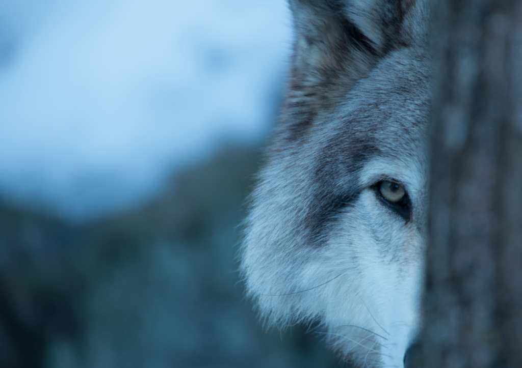 Picture of a wolf peeping around a tree